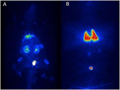 Preclinical Toxicity Evaluation of Clinical Grade Placenta-Derived Decidua Stromal Cells